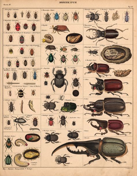 Flip Through More than 5,000 Pages of This Sprawling 19th-Century Atlas of Natural History — Colossal Insects Drawing, Plant Posters, Natural History Illustration, Scientific Drawing, Biology Art, Cool Bugs, Art Watercolour, 8 Bits, Modern Crafts