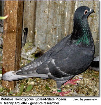 slate aka black ash pigeon Homing Pigeons For Sale, Racing Pigeon Lofts, Black Pigeon, Pigeons For Sale, Flying Pigeon, Pigeon Pictures, Homing Pigeons, Pigeon Loft, Pigeon Breeds