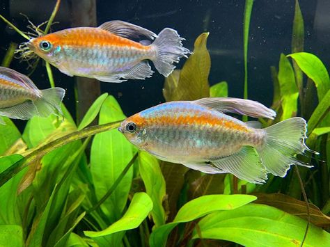 Eric on Instagram: “Who else has some Congo Tetra? . . 🐡 . . #plantedtank #aquascape #aquarium #fishofinstagram #nature #instagram #instapic #betta #tetra…” Congo Tetra, Tropical Fish Tank, Tropical Fish Aquarium, Tropical Fish Tanks, Community Tanks, Freshwater Aquarium Fish, Aquascape Aquarium, Fish Supplies, Buy Fish