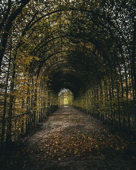 Happy Halloween 🎃 celebrating with some of my favourite spooky shots from @alnwickgarden last year… always a great autumn display here had a blast taking these 📸 Have you visited the Poison Garden? 🪦 The Alnwick Garden plays host to the small but deadly Poison Garden—filled exclusively with around 100 toxic, intoxicating, and narcotic plants. The boundaries of the Poison Garden are kept behind black iron gates, only open on guided tours. Always pay a visit when I’m at the gardens always s... Alnwick Poison Garden, Poison Garden Aesthetic, Poison Tree Aesthetic, Deadly Poison, Poison Garden, Poison Tree, The Poison, Autumn Display, Garden Aesthetic