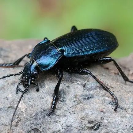 Ground Beetle, Lacewings, Bark Beetle, Leafhopper, Plant Bugs, Beautiful Insects, Insect Species, Urban Tree, Scale Insects