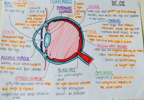 Eye Anatomy Notes, Animal Biology, Anatomy Notes, University Essentials, Med Lab, Eye Anatomy, Nurse Study, Medical Notes, Medicine Notes