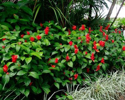 Ruellia chartaceae, red shrimp plant Shrimp Plant, Clay Soil, Flower Spike, Amazon Rainforest, Flowering Shrubs, Green Foliage, Tropical Garden, A Garden, Peru