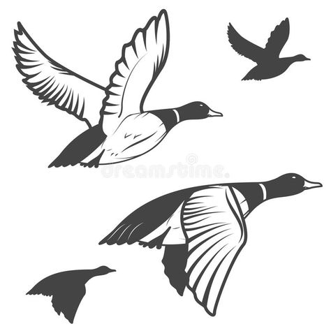 Wild duck. Set of flying wild ducks. Duck hunting. mallard duck flying. Vector i , #AD, #flying, #wild, #Set, #Wild, #duck #ad Duck Hunting Tattoos, Duck Flying, Wild Ducks, Fly Drawing, Duck Tattoos, Hunting Tattoos, Flying Tattoo, Duck Drawing, Duck Pictures