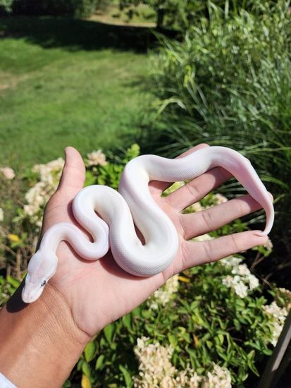 BEL Poss GHI Ball Python by JCC Reptiles - MorphMarket Bel Ball Python, Ball Python White, Fairy Forest Tattoo, White Ball Python, Dream Snake, White Python, Forest Tattoo, Python Regius, Ball Python Morphs