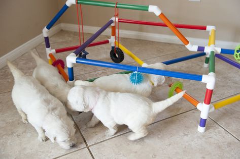 This is our DIY puppy play gym. We bought PVC pipes from formufit to create our gym. Read to find all the pieces needed to create one similar to ours. Puppy Play Gym, Pet Rooms, Puppy Culture, Puppy Whelping, Puppy Playground, Puppies Playing, Puppy Pens, Puppy Development, Puppy Playpen