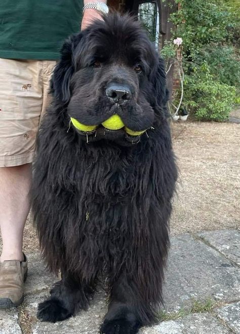 New Foundland Dog Puppy, Black Newfoundland Dog, New Found Land Dog, Black Newfoundland, Newfoundland Dog Puppy, Newfie Dog, Newfoundland Puppy, Wholesome Dog, Big Fluffy Dogs