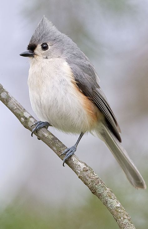 Titmice are tame birds that love to eat sunflowers at our feeder. They are here year-round and their whistled peter-peter-peter song may be heard even during mid-winter thaws. Titmouse Bird, Tufted Titmouse, Geometric Scarf, Bold Eyes, Winter Bird, Faux Hawk, Airbrush Art, Backyard Birds, All Birds