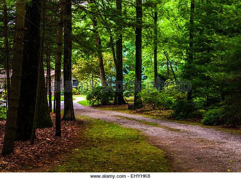 Dirt driveway to a house in a pine forest. - Stock Image Driveway In The Woods, Long Wooded Driveway, Forest Driveway, Woodland Driveway, Long Driveway Landscaping Country Roads, Wooded Driveway, Old Mansion Aesthetic, Dirt Driveway, Driveway Inspiration