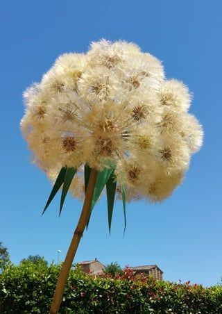 Giant Fractal Dandelion : 6 Steps (with Pictures) - Instructables Diy Giant Dandelion Flower, Fried Dandelion Flowers, Huge Dandelion Diy, Giant Dandelion, Blow Dandelion, Days In September, Dandelion Leaves, Expanding Foam, Dandelion Photography Amazing Photos