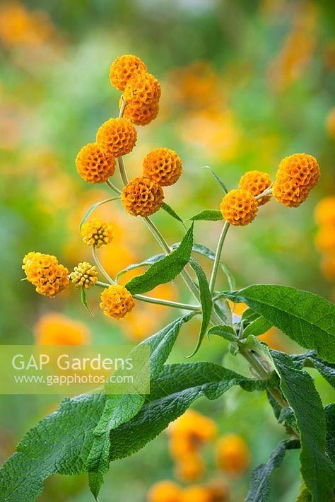 Buddleja globosa AGM. Orange ball tree Buddleja Globosa, Garden 2023, Indoor Balcony, Flowers Images, Garden Plan, Garden Life, Tree Images, Plant Photography, Floral Ideas