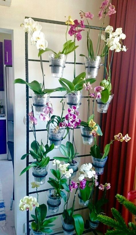 Orchid Interior Design, Orchid Interior, Diy Orchids, Balcon Mic, Quotes Home Decor, Hanging Orchid, Indoor Orchids, Orchid House, Orchid Plant Care