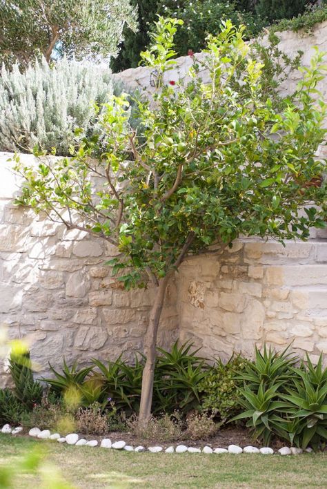 Greece Garden, Garden Mediterranean, Greek Garden, Mediterranean Climate, Mediterranean Garden Design, Citrus Tree, White Rocks, Drought Tolerant Perennials, Tuscan Garden