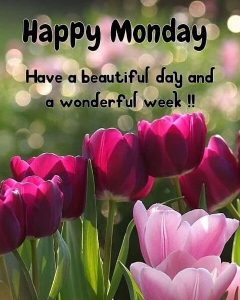 10 Powerful Monday Quotes And Sayings Monday Morning Greetings, Happy Monday Images, Good Morning Animals, Monday Greetings, Happy Monday Quotes, Happy Monday Morning, Monday Morning Quotes, Good Monday Morning, Good Morning Happy Monday