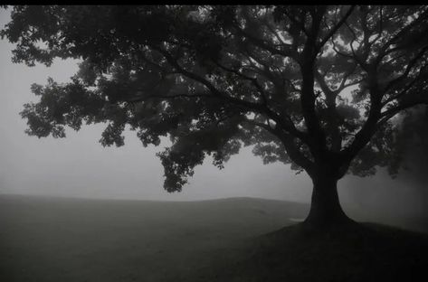 Dark Trees Aesthetic, Black Banner Aesthetic, Black And White Banner, Poison Tree, Commissions Open, Nature Aesthetic, Twitter Header, Pretty Places, Ipad Wallpaper