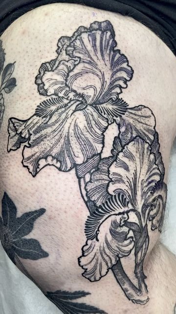 Bearded Iris Tattoo, Etching Tattoo, Iris Tattoo, Engraving Tattoo, Iris Art, Sternum Tattoo, Bearded Iris, Back Tattoo, Etching