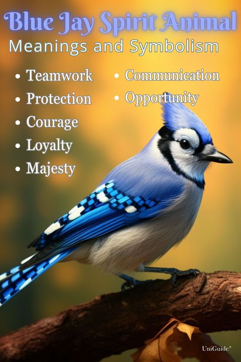 Explore blue jay symbolism and meaning, including spiritual meanings and the blue jay spirit animal, on UniGuide. #bluejay #symbolism #spiritanimal #protection #courage #loyalty #teamwork #communication #opportunity #dreams #majesty #birdsymbolism #spiritguide #guidance #birds #bluejayhtotem #bluejaypiritanimal #bluejaypoweranimal #totemanimals #animalguides #spiritguides Blue Spiritual Meaning, Blue Jay Meaning, Crow Spirit Animal, Native American Spirit Animals, Spirit Animal Meaning, Animal Meanings, Spirit Animal Totem, Spirit Signs, Blue Jay Bird