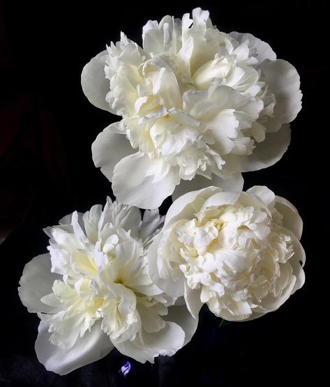 Duchess De Nemours Peony, London Blooms, Black Peonies, Velvet Background, Black Peony, White Petals, London Garden, Girl Things, Garden Borders