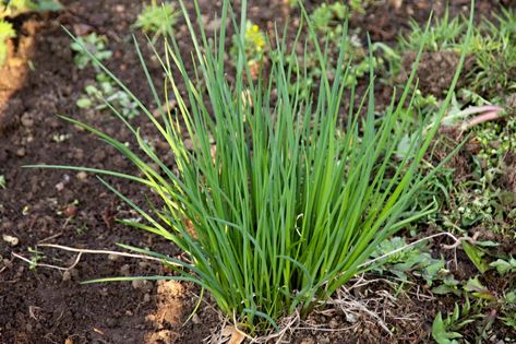 What Are The Best Chive Companion Plants? Lavender Companion Plants, Get Rid Of Aphids, Chives Plant, List Of Spices, Cucumber Beetles, Farming Techniques, Bean Plant, Cucumber Plant, Garlic Chives