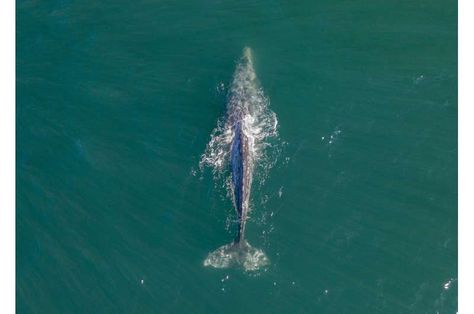 Farallon Islands, St. Thomas, Whale Migration, Point Reyes Lighthouse, Great Whale, Depoe Bay, North Carolina Beaches, Gray Whale, Carolina Beach