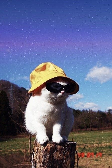 A Cat, Bucket Hat, Shades