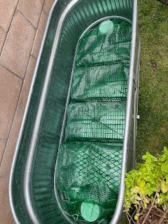 Wicking Garden Bed How To Make, Wicking Garden Bed, Fullerton Arboretum, Vege Garden, Grow Garden, Galvanized Tub, Plant Tips, Backyard Adventure, Garden Netting