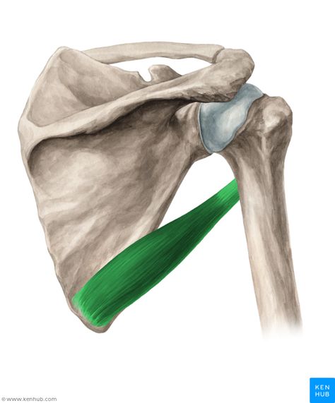 Teres major muscle (Musculus teres major) Teres Major Muscle, Muscles Of The Arm, Supraspinatus Muscle, Subscapularis Muscle, Teres Major, Axillary Nerve, Shoulder Anatomy, Ulnar Nerve, Rotator Cuff Tear