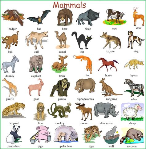 Learn English Vocabulary through Pictures: 100+ Animal Names 5 Animals Name With Picture, Animals Name List, Wild Animals List, Animal Pictures For Kids, Animals Name In English, Farm Animals Preschool, Animals Name, Animal Classification, Animal Flashcards