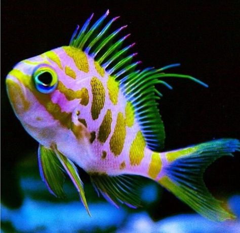 Aesthetic Fishing, Fish Facts, Fish Tank Ideas, Fish Aesthetic, Drawing Fish, Beautiful Tropical Fish, Fish Pictures, Fish Tank Themes, Colourful Fish