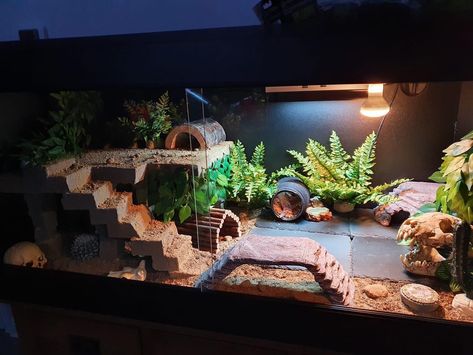 Leopard Gecko Tank Setup Ideas, Bioactive Leopard Gecko Tank, Leopard Gecko Habitat Ideas, Snake Tank Ideas, Beardie Enclosure, Crested Gecko Terrarium Ideas, Gecko Setup, Gecko Terrarium Ideas, Reptile Aesthetic