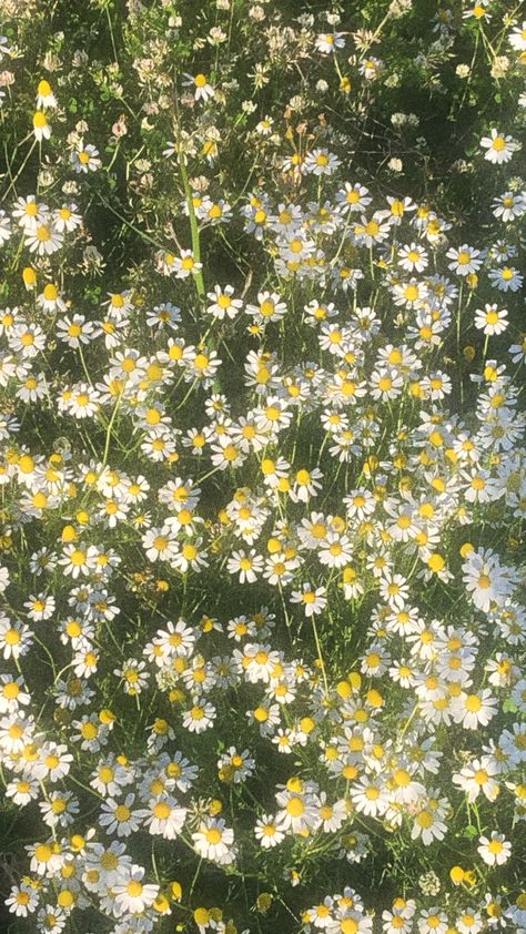 flowers daisy flowers soft spring aesthetic wallpaper Vintage Plant Aesthetic Wallpaper, Cottagecore Background, Sustainable Floristry, Office Prank, Flower Symbolism, Daisy Background, Green Cottagecore, Nature Field, Cottagecore Wallpaper