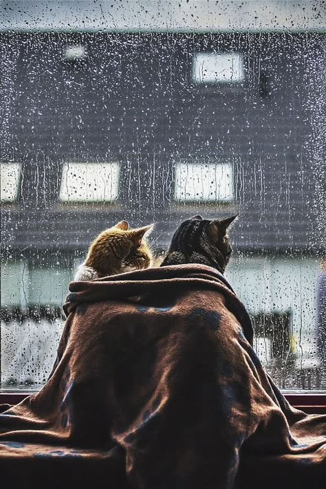 Cat and window #cats #catsview Rainy Day Photography, Rainy Mood, Cozy Rainy Day, Windows 1, Rainy Day Aesthetic, Dark Secrets, Princess Beatrice, Two Cats, Princess Eugenie