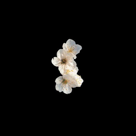 White Flower Png, White Flower, Black Background, Flowers, White, Black