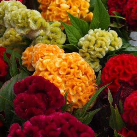 Celosia Plant, Celosia Flower, Canna Flower, Coral Garden, Dried Bouquet, Wonderful Flowers, Flower Landscape, Flower Names, Hardy Perennials