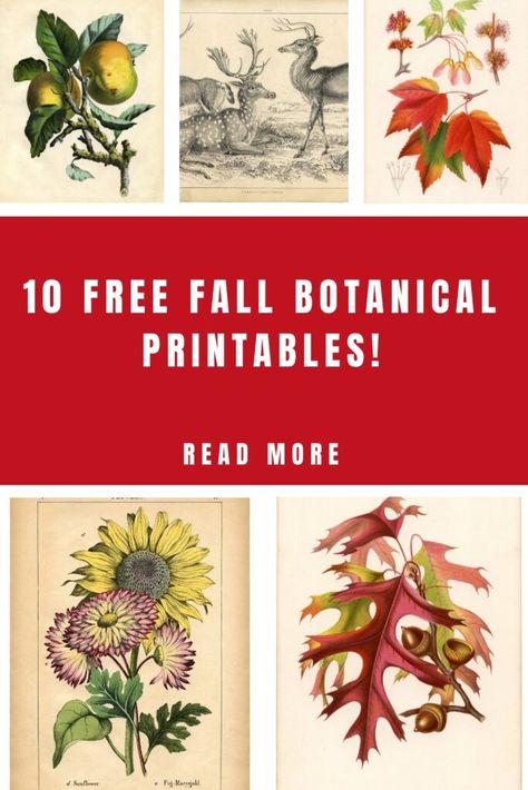 Free Botanical Printables, Vintage Fall Images, Botanical Prints Free, Botanical Printables, Free Fall Printables, Antique Booth Ideas, The Graphics Fairy, Printable Collage Sheet, Free Vintage Printables