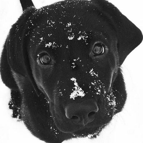 Labrador Noir, Lab Puppy, Black Lab Puppies, Labrador Retriever Puppies, Labrador Retrievers, Lab Puppies, Labrador Retriever Dog, Sweet Dogs, Black Lab