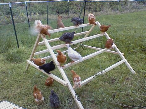 Click this image to show the full-size version. Homemade Chicken Coop, Chicken Coop Toys, Diy Chicken Toys, Types Of Chickens, Chicken Toys, Chicken Life, Crazy Chicken Lady, Keeping Chickens, Building A Chicken Coop