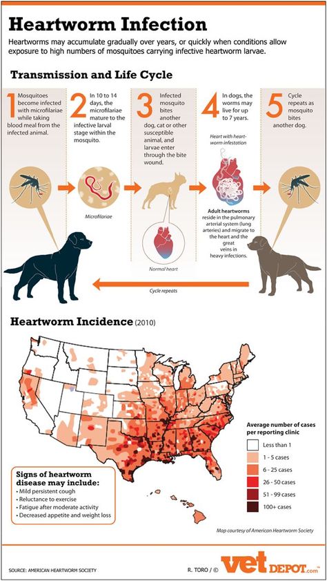 #heartworm #infection #infographic http://www.kurgo.com Veterinary Tech, Dog Infographic, Books Posters, Heartworm Prevention, Vet Medicine, Vet Assistant, Vet School, Dog Health Tips, Vet Med