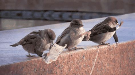 These Hilarious Gifs Of Birds With Arms Are Our Special Gift For You Today Easy Pranks, Bird Gif, Modern Birds, Funny Birds, Best Funny Videos, Animal Gifs, Beautiful Birds, Cat Memes, Cool Gifs