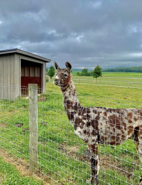 Petting Zoo Animals, Farm Animal Enclosures, Petting Zoo Ideas, Field Animals, Mini Farm Animals, Petting Zoo Farm, Mobile Petting Zoo, Farm Goals, Farm Pets