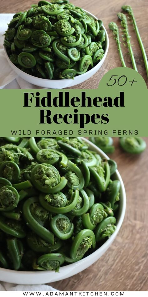 50+ Fiddlehead Recipes (Wild Foraged Spring Ferns) Fiddleheads Recipe, Fiddlehead Fern Recipes, Fiddlehead Recipes, Fiddlehead Fern, Elderberry Recipes, Fiddlehead Ferns, Wild Food Foraging, Spring Dishes, Foraging Recipes