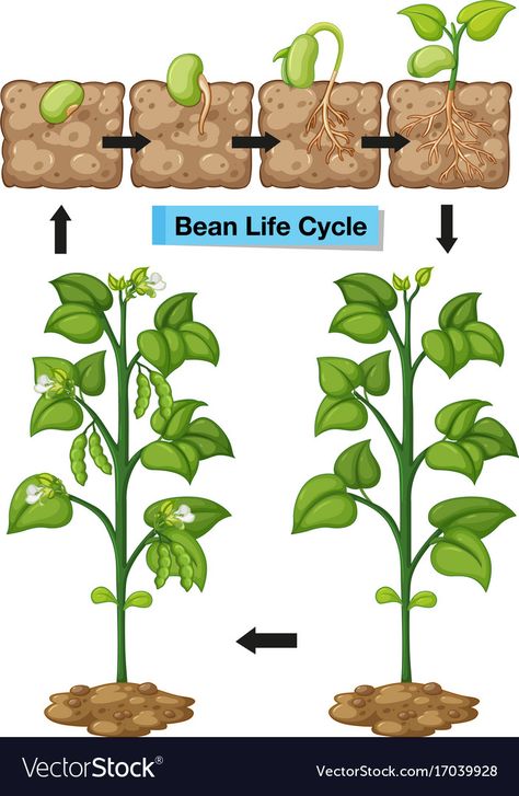 Bean Plant Life Cycle, Green Bean Plant, Bean Illustration, Seed Illustration, Soybeans Plant, Growing Green Beans, Bean Plant, Growing Greens, Plant Life Cycle