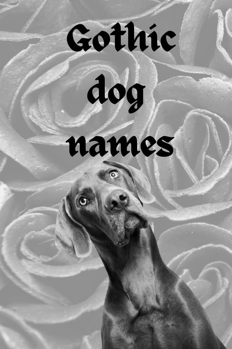 180 Goth Dog Names: Darkly Romantic Choices for Your Pup Unique Pets To Own, Scary Dog Names Male, Scary Names For Dogs, Goth Dog Names, Cool Pets To Own, Witchy Dog Names, Goth Nicknames, Dog Names Aesthetic, Cute Unique Dog Names