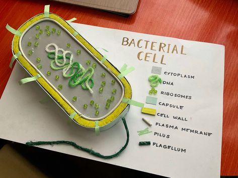 Zoology Project Models, Diy Bacteria Cell Model, Bacteria Model Project, Microbiology Model Ideas, Cells Model Project, Bacteria Cell Model Project, Microbiology Project Ideas, Dna Structure Model Project, 3d Cell Project Ideas