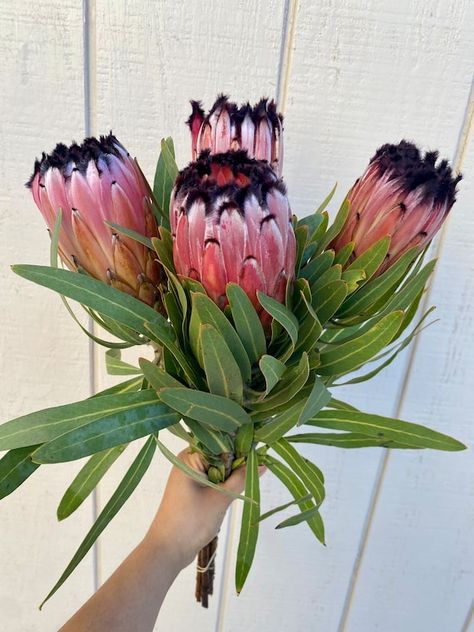 Pink Ice Protea, Flowers Board, Pink Protea, Fresh Wreath, Flower Stem, Flower Wedding, Exotic Flowers, Wedding Flower, In Water