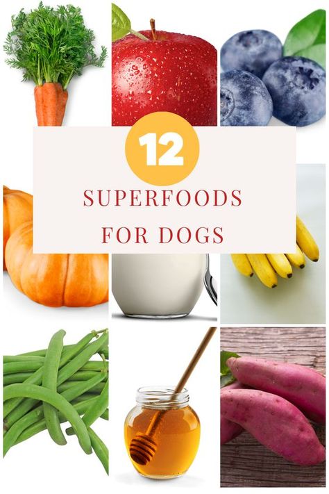 Best Superfoods for Dogs We hear a lot about superfoods for humans but there are also superfoods for dogs. These can either be added to the dog’s normal food or given as the occasional treat.… Foods That Help Dogs Skin, Best Veggies For Dogs, Superfood For Dogs, Best Vegetables For Dogs, Cheap Raw Food Diet For Dogs, Safe Human Food For Dogs, Veggies Good For Dogs, Natural Diet For Dogs, Best Human Food For Dogs