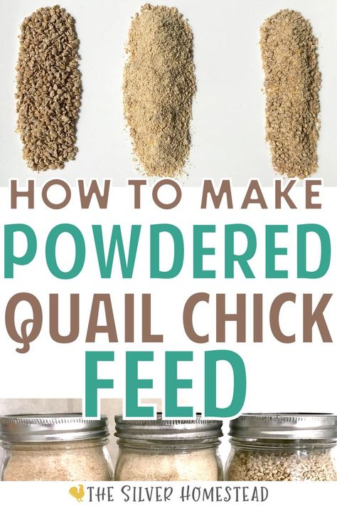 We've got directions WITH PICTURES on how to turn game bird crumbles into a powdered feed your tiny baby button & Coturnix quail can actually swallow! (Newly hatched quail MUST have powdered feed in order to eat but stores do not sell it.) #button #coturnix #feeder #quail food Quail Food, Quail Feed, Chick Feed, Quail Chicks, Baby Quail, Quail Pen, Quail House, Coturnix Quail, Button Quail