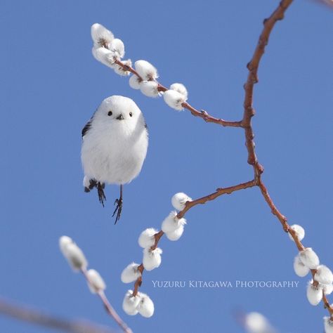 Cuteness Overload: The Tiny Cotton Ball-Like Birds Known As ‘Snow Fairies’ in Japan Japanese Bird, Snow Fairy, Tiny Bird, Cotton Balls, Tiny Cottons, White Bird, Fluffy Cat, Bird Pictures, Pretty Birds