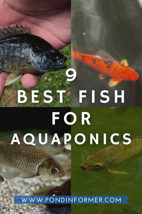 Guide to 9 of the best fish species for aquaponics systems in the US, UK, Canada, and Australia! Aquaponic Fish Tank Diy, Small Aquaponics System Diy, Fish Tank Hydroponics Diy, Best Plants For Aquaponics, Aquaponic Fish Tank, Indoor Aquaponics Diy, Fish Garden Aquaponics System, Aquaponics Diy Indoor Fish Tanks, Hydroponic Gardening With Fish