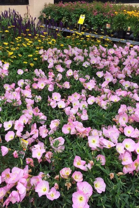 White Evening Primrose, Mexican Evening Primrose, Common Evening Primrose, Evening Primrose Plant, Pink Perennial Flowers, Prim Rose Flower, Primroses Flower, English Primrose, Pink Evening Primrose